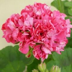 Özel Tür Sister Henry Katlı Çiçekli Olan Gül Sardunya Çiçeği Fidesi (1 Adet)