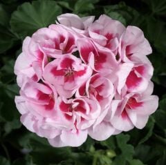 Dev Çiçekli Semi Double White Splash Sardunya Çiçeği Fidesi (1 Adet)