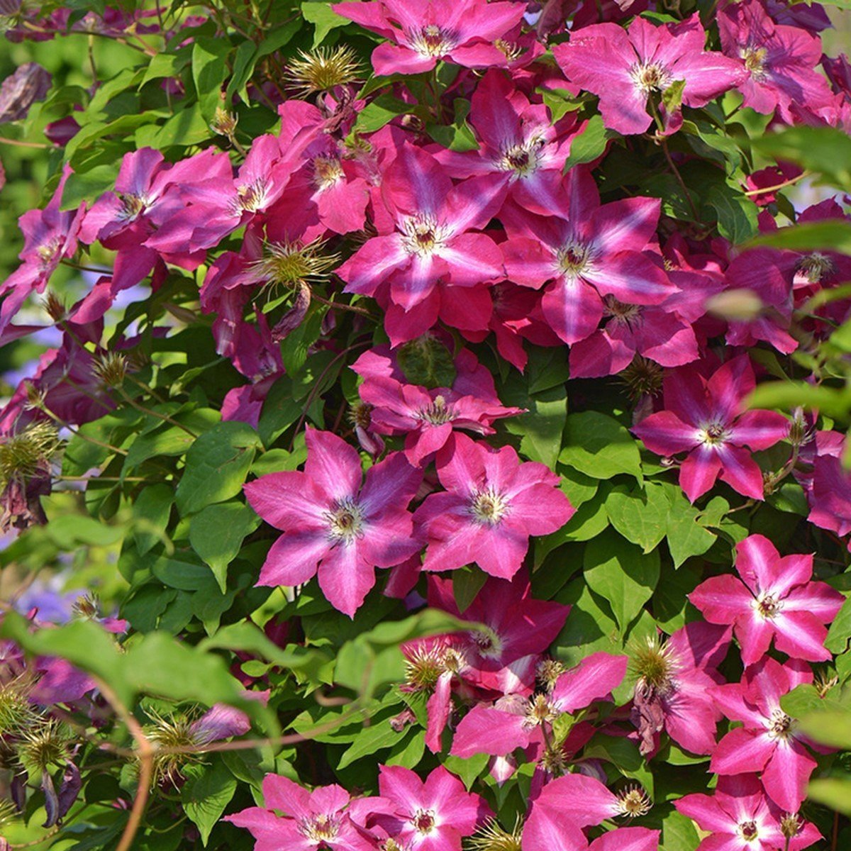 Tüplü Clematis Viva Polonia Çiçeği (Orman Asması) Fidanı