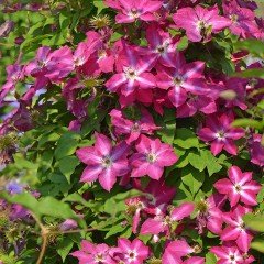 Tüplü Clematis Viva Polonia Çiçeği (Orman Asması) Fidanı