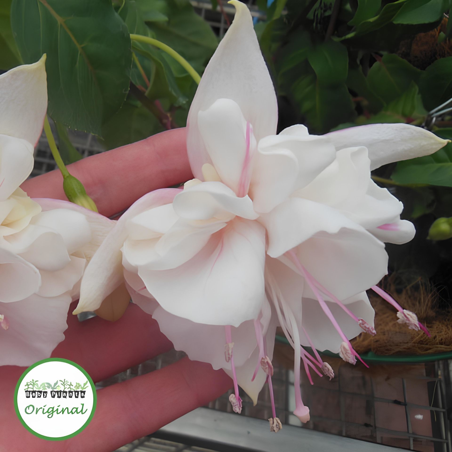 XXL İri Çiçekli White King Beyaz Küpeli Çiçeği Fidesi (1 Fide)