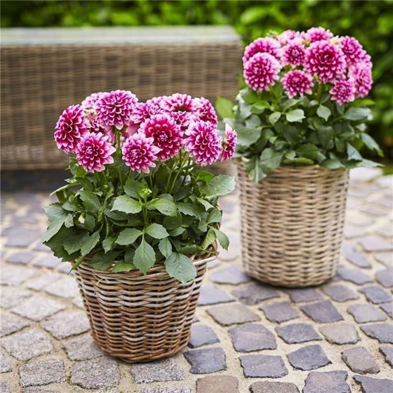 Dev Çiçekli Lubega Burgundy White Dahlia Çiçeği Fidesi (1 Adet)