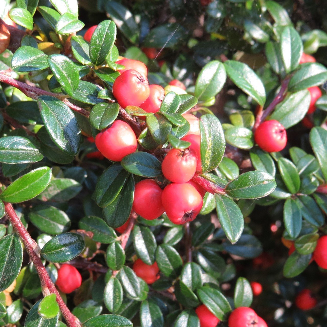Tüplü Cotoneaster (Taş Elması) Fidanı