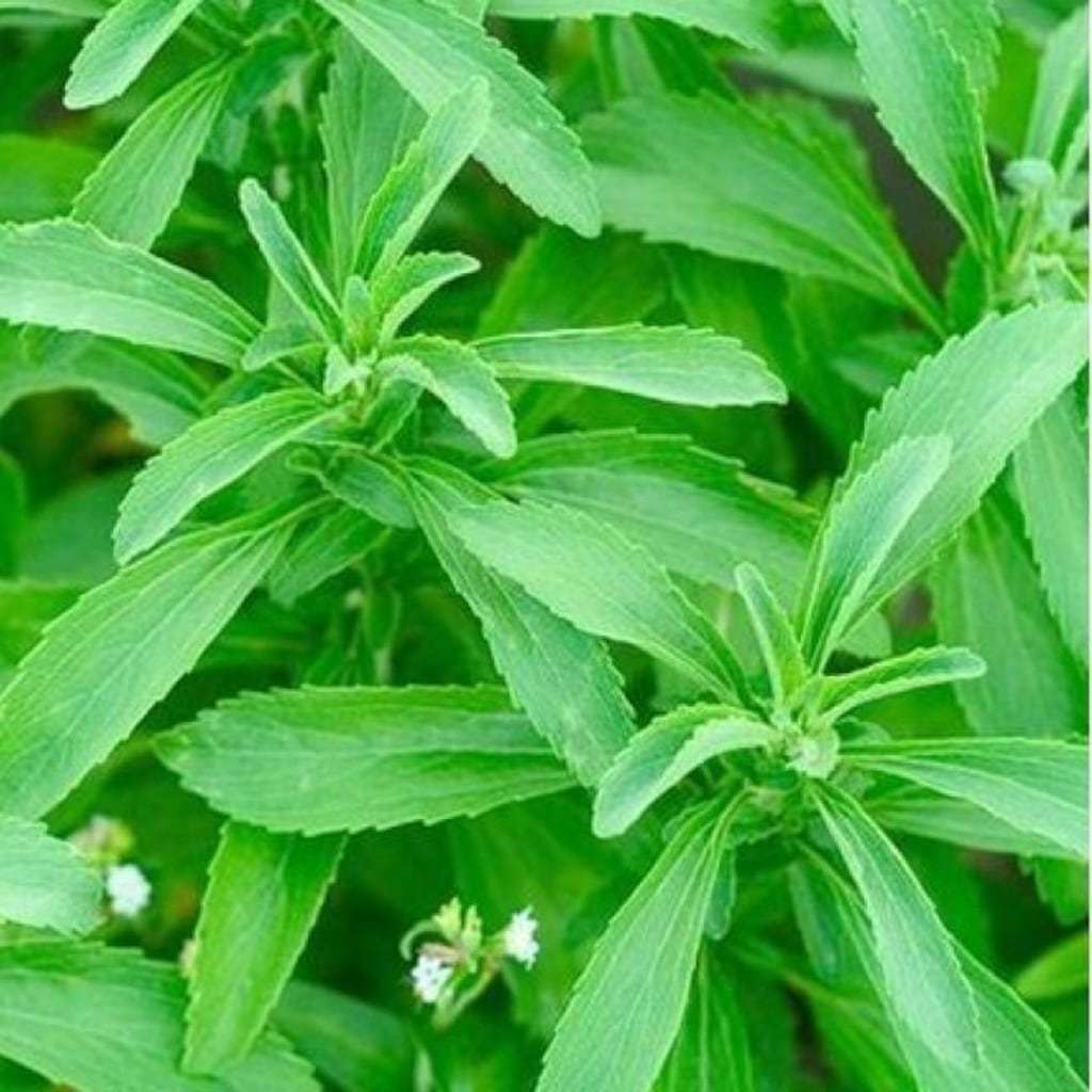 Stevia Şeker Otu  Fidesi (5 adet)