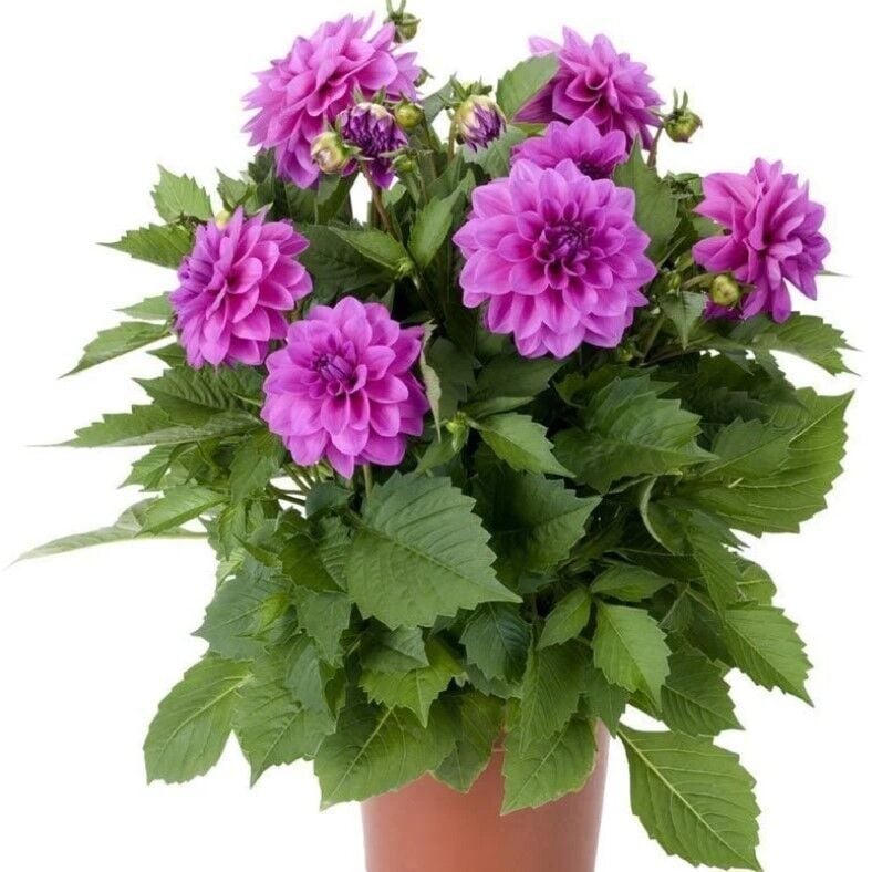 Dev Çiçekli Lubega Power Lavender Dahlia Çiçeği Fidesi (1 Adet)