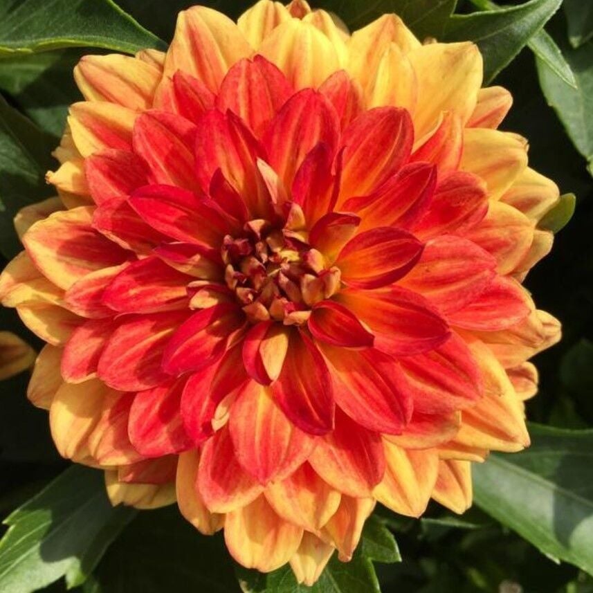 Dev Çiçekli Lubega Power Orange Dahlia Çiçeği Fidesi (1 Adet)