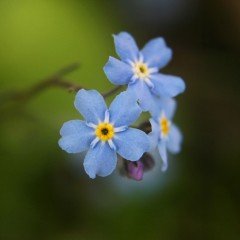 Mavi Renkli Beni Unutma Çiçeği Tohumu (100 adet)