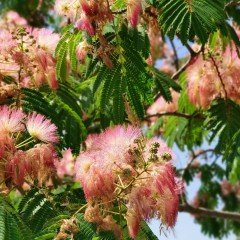 Tüplü Albizzia julibrissin Gülibrişim İpek Ağacı Fidanı (150-250 cm)