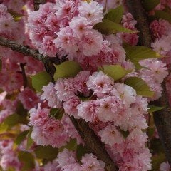 Tüplü Katmerli Çiçekli Japon Kanzan Süs Kirazı Fidanı