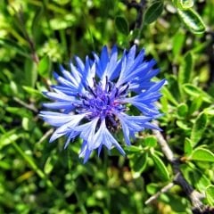 Peygamber Gök Rengi Kantaron Çiçeği Tohumu (100 tohum)