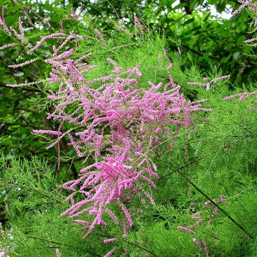 Tüplü Ilgın Ağacı (Tamarix) Fidanı