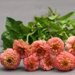 Super Yoga Somon Zinya Çiçeği Tohumu (40 tohum)