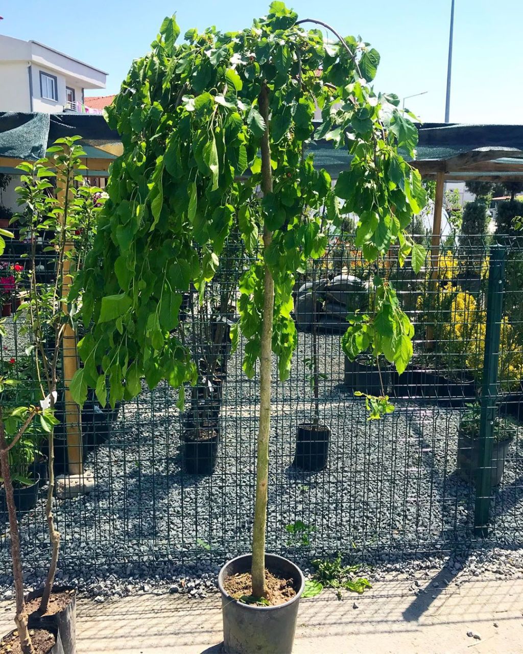 Tüplü Aşılı Yediveren Ters Dut Fidanı (5-6 Yaş 200-300cm)