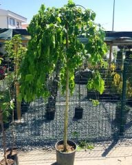 Tüplü Aşılı Yediveren Ters Dut Fidanı (5-6 Yaş 200-300cm)