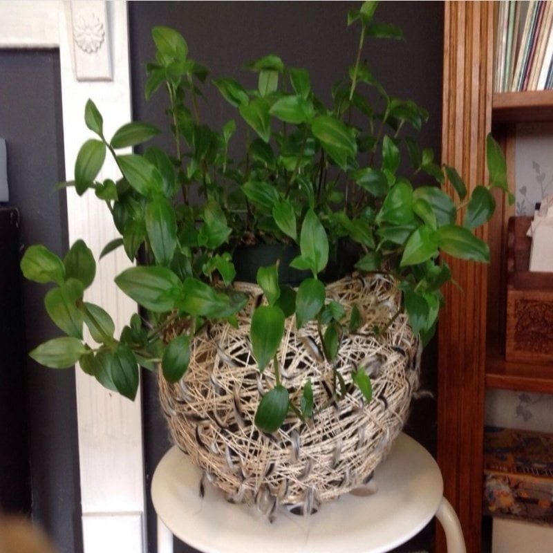 Tradescantia Albiflora Telgraf Çiçeği Fidesi (3 Fide)