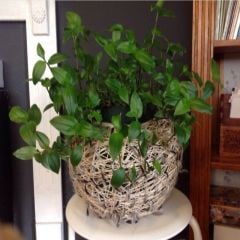 Tradescantia Albiflora Telgraf Çiçeği Fidesi (3 Fide)