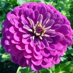 Super Yoga Elegans Mürdüm Zinya Çiçeği Tohumu (40 tohum)