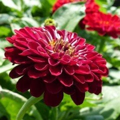 Super Yoga Elegans Koyu Kırmızı Zinya Çiçeği Tohumu (40 tohum)