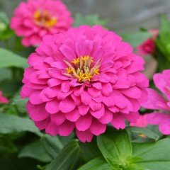 Super Yoga Elegans Pembe Renkli Zinya Çiçeği Tohumu(40 tohum)