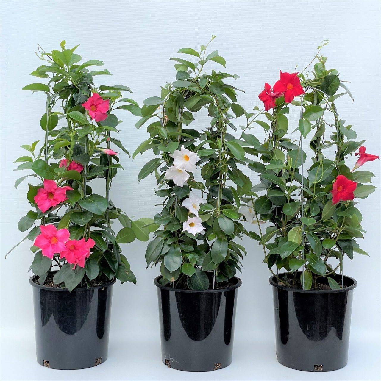 Tüpü Karışık Mandevilla Çiçeği Fidanı (20-40 cm 10 adet)