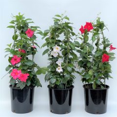 Tüpü Karışık Mandevilla Çiçeği Fidanı (20-40 cm 10 adet)
