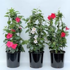 Tüpü Karışık Mandevilla Çiçeği Fidanı (20-40 cm 5 adet)