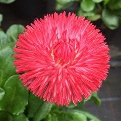 Katmerli Karışık Renkli Bellis Perennis Ponpon İngiliz Çayır Papatyası Çiçeği Tohumu (100 tohum)