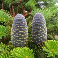 Tüplü Doğu Karadeniz Göknarı (Abies nordmanniana) Fidanı