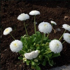Bellis Perennis Beyaz Ponpon İngiliz Çayır Papatyası Çiçeği Tohumu (100 tohum)