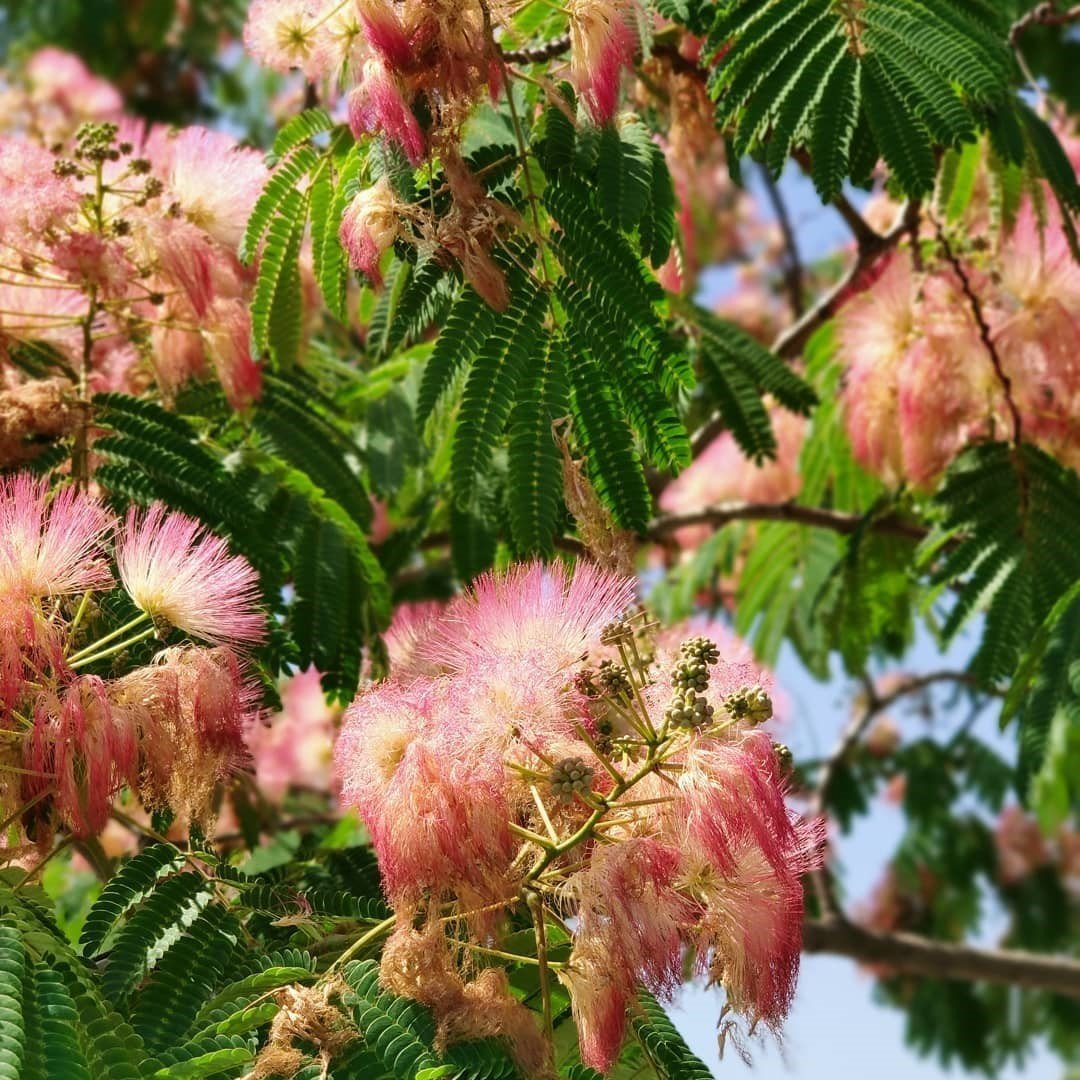 Tüplü Albizzia julibrissin Gülibrişim İpek Ağacı Fidanı (30-60 cm)