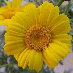 Sarı Renkli Papatya Çiçeği Tohumu (50 tohum)