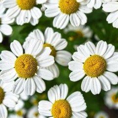 Bodur Gümüş Lens Papatya Çiçeği Tohumu (100tohum)