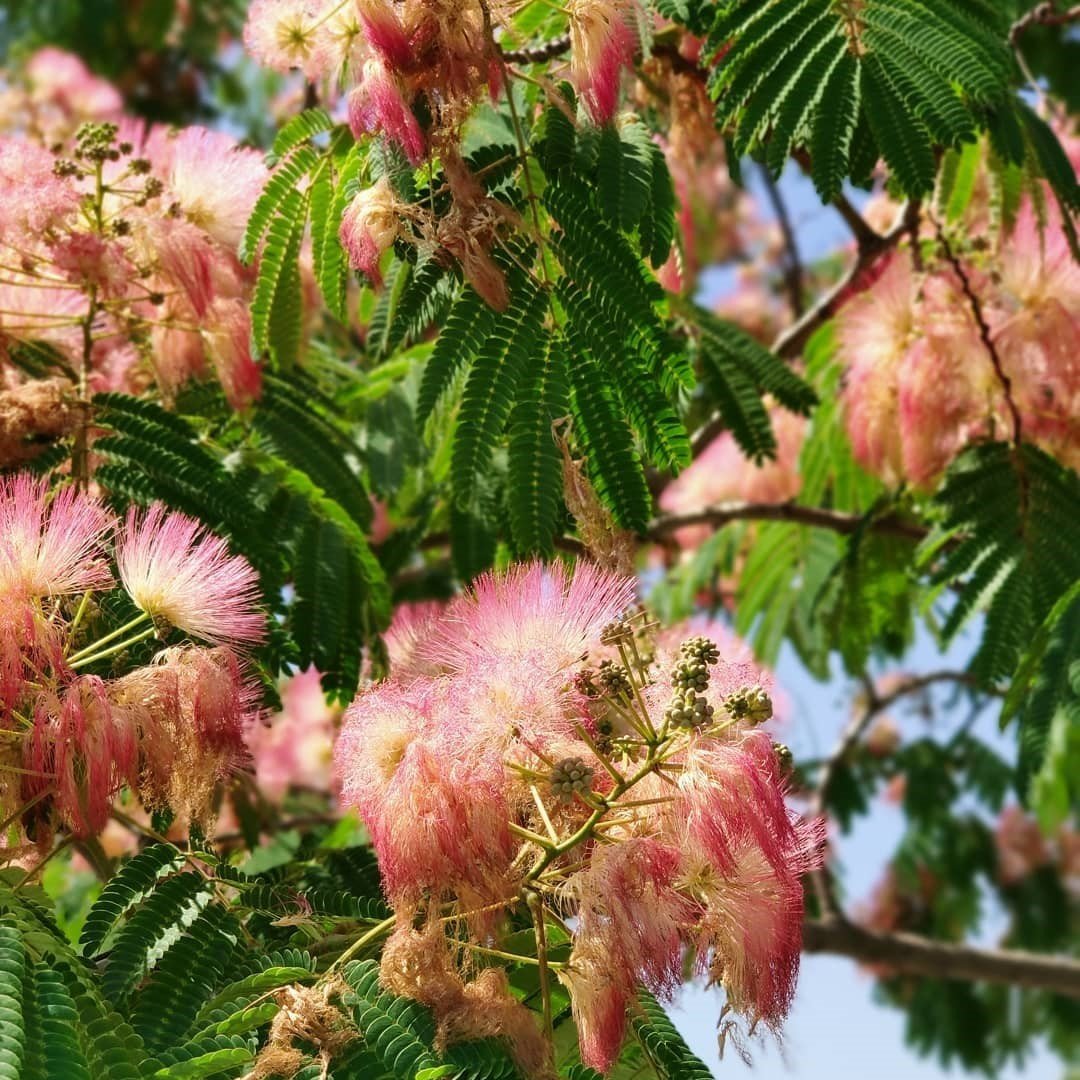 Tüplü Albizzia julibrissin Gülibrişim İpek Ağacı Fidanı (150-250 cm)