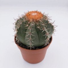Geniş Şapkalı Melocactus Matanzanus Kafalı Kaktüs (8 lik saksıda)