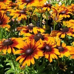 Üç Renkli Rudbekya Çiçeği Tohumu (100 tohum)