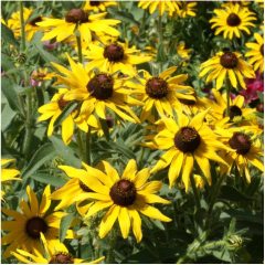 Golden Elegance Rudbekya Çiçeği Tohumu (50 tohum)