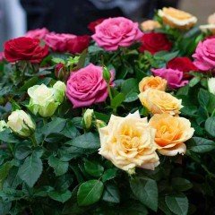 Tüplü Karışık Yediveren Kokulu Gül Fidanı Paketi 4'lü