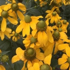 Golden Rudbekya (Rudbeckia) Güneş Şapkası Çiçeği Tohumu (100