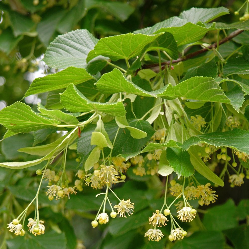 Tüplü Yoğun Kokulu Ihlamur Ağacı Tilia Fidanı 10-30 cm  (50 Adet)