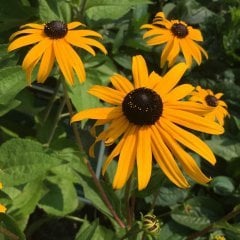 Hirto My Joy Rudbekya (Güneş Şapkası) Çiçeği Tohumu (900 tohum)