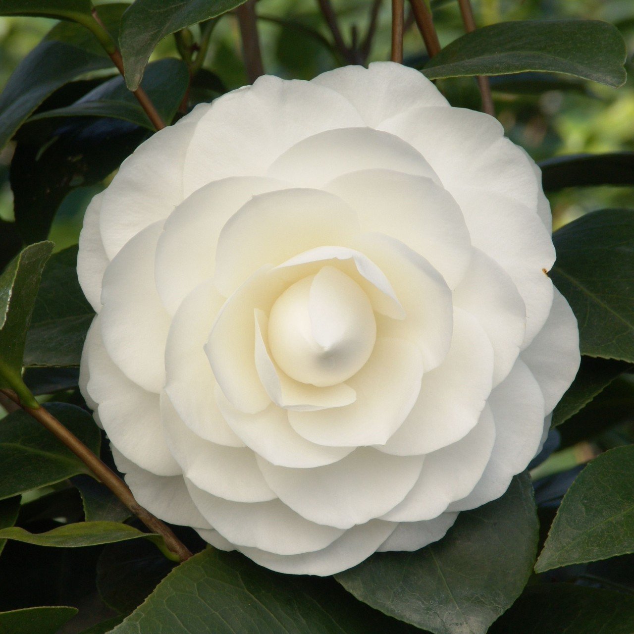 Tüplü Beyaz Çiçekli Kamelya (Camellia) Fidanı