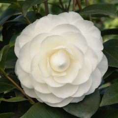 Tüplü Beyaz Çiçekli Kamelya (Camellia) Fidanı