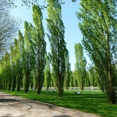 Tüplü Anadolu Kavağı Kavak Ağacı Fidanı (10 Adet)