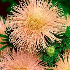 Somon Renkli İğne Çiçekli Aster Çiçeği Tohumu(25 tohum)