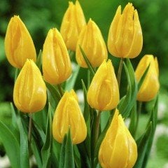 Yellow Reviva İthal Özel  Sarı Dev Kafa Özel Lale Soğanı(4 Soğan)