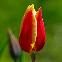 İthal Özel Dev Kafa Lale Soğanı Wonder Club Çift Renkli (4 Soğan)