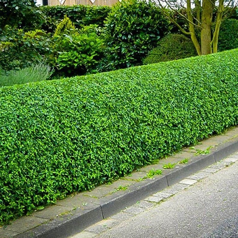 Tüplü Kurtbağrı (Ligustrum) Fidanı