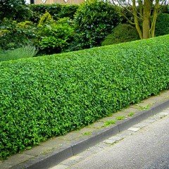 Tüplü Kurtbağrı (Ligustrum) Fidanı (10 Adet)