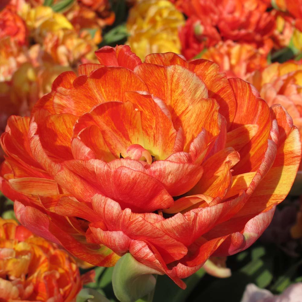 İthal Özel Seri Household Dev Kafa  PrincessLale Soğanı(4 Soğan)