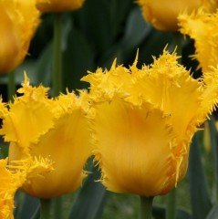 Özel Seri Sarı Fırfırlı Maja Koyu  Lale Soğanı(4 Soğan)